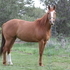 Thoroughbred/ Andalusian Mare