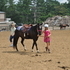 7 Year old Black Paint Mare