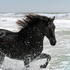 Very Gaited Paso Fino Mare 
