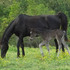 Black Stud Colt