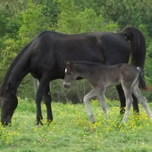 Black Stud Colt