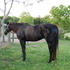 I'm a flashy black mare!
