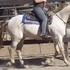 Perlino Morgan Gelding