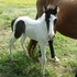 Nicely Marked Spotted Filly