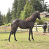 2011 Registered Black Morgan filly 