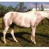 Perfect all-around mare going cheap!