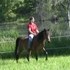 Registered Half Arabian Mare turning 4 - VIDEO!