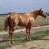 Double linebred Skipper W stallion for lease