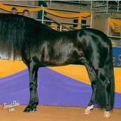 Jet Black Lusitano BREEDING/Standing at Stud