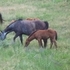 Appendix AQHA Broodmare