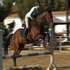 17 hand 6 -yr.- old OTTB