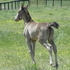 Classic Champagne Filly