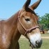 Kenny - Gentle Mule Gelding