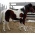 Flashy Yearling - Barrel Prospect
