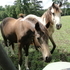 Nice spotted filly