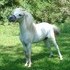 Refined Arabian Style  AMHR registered Stallion!