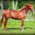 Last Son of Colonel J! Old Style Arab Gelding