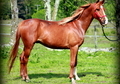 Last Son of Colonel J! Old Style Arab Gelding