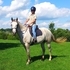5 yr old Grey TWH mare