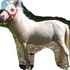 Super Flashy Small Cremello Colt