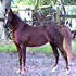 Champion Arab mare - make offers