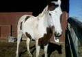 Paint Mare for Lease
