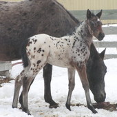 Beautiful foundation bred leopard filly 100% FPD
