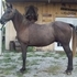 FOUNDATION Gray stud colt.