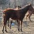 16% Driftwood Filly