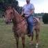 Quiet AQHA Gelding