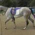 Flashy Quiet, Arabian Mare 