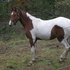 Pinto gelding ready to start