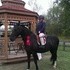 Sox: Medium Pony