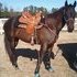 Barrel/Trail horse