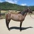 Kiger Mustang
