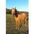 GREAT REGISTERED DUNALINO MARE!!!!!!!!!!!!!!!!!!!!
