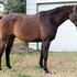 Fabulous jumping prospect, wonderful temperament!