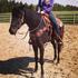 4 y/o Black Appendix Gelding