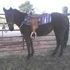 Coming 3yr old Bay Mare Sir Mocca Skip bred