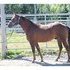 Big,nice moving gelding