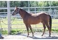 Big,nice moving gelding