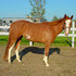 Flashy Red Roan - Finish YOUR Way