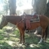 Nice AQHA mare