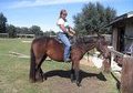 good broodmare