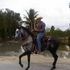 Great Paso Fino Stallion 