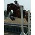 Hunter jumper, easy and loved by all.