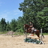 Free lease (minimum) one year or more: TWO GELDINGS