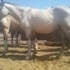 Gorgeous Buckskin paint 2 year old.