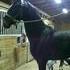 Very willing smart gelding 