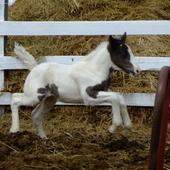 Flashy Drum Weanling Filly